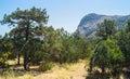 New light juniper and mountain views