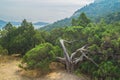 New light juniper and mountain views