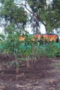 New mango plants farming