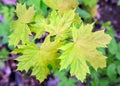 New maple leaves Royalty Free Stock Photo
