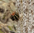 New meet old, Saguaro cactus with new arms growing.Carnegiea gi Royalty Free Stock Photo