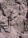 A New Mexican Whiptail Lizard on a Rock Royalty Free Stock Photo