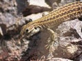 A New Mexican Whiptail Lizard on a Rock Royalty Free Stock Photo