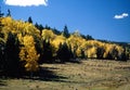 New Mexico Aspen