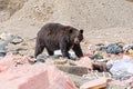 New Mexico black bear walking across a field of trash Royalty Free Stock Photo