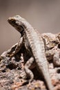 New Mexico Desert Lizard on Rock Royalty Free Stock Photo