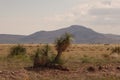 New Mexico desert