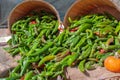 New Mexico Hatch Valley green chiles overflowing from harvest baskets following the chile pepper harvest in Albuquerque Royalty Free Stock Photo