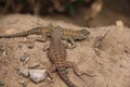 New Mexico Lizard Pals Royalty Free Stock Photo