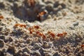 New mexico red ants carrying food