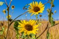 New Mexico Sunflowers