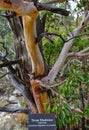 NEW MEXICO, USA - NOVEMBER 22, 2019: Endemic, tree Texas Madrone Arbutus xelapensis in a mountain landscape in New Mexico, USA