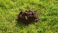 New molehill on the garden grass