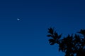 New moon, Venus above Magnolia tree