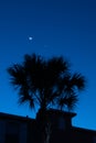 New moon, Venus above Palm tree