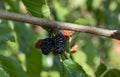 New mulberry, Black and red mulberries on a branch