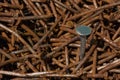 A new nail, among a heap of rusty nails Royalty Free Stock Photo