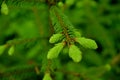 New needles on conifer, evergreen with new light green needles Royalty Free Stock Photo