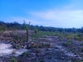 New oil palm plantations