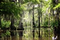 Peaceful New Orleans Louisiana swamp Royalty Free Stock Photo