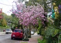 New Orleans, Louisiana, U.S.A - February 4. 2020 - The view of the street decorated by pink magnolia trees by The Garden District