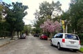 New Orleans, Louisiana, U.S.A - February 4. 2020 - The view of the street decorated by pink magnolia trees by The Garden District