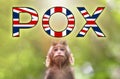 A new outbreak of viral infection in UK, monkey pox. Little monkey look at text POX with british flag. The concept of