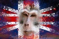 A new outbreak of viral infection at UK, monkeypox. Closeup of monkey head on the background of splashes british flag