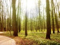 New pathway and beautiful trees track for running or walking and cycling relax in the park on green grass field on the side of the Royalty Free Stock Photo