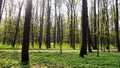 New pathway and beautiful trees track for running or walking and cycling relax in the park on green grass field on the side of the Royalty Free Stock Photo