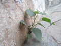 Ficus religiosa, peepal or bodhi plant growing on pucca wall in Rajasthan.