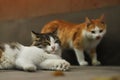 2018 new photo, adorable lone hair stray cats