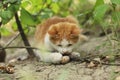 2018 new photo, adorable yellow stray cat