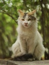 2018 new photo, angry cute brown white long hair stray cat