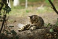 2018 new photo, sleepy adorable brown long hair stray cat