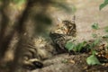 2018 new photo, sleepy adorable brown long hair stray cat