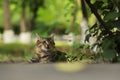 2018 new photo, sleepy adorable brown long hair stray cat