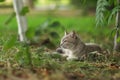 2018 new photo, sleepy adorable grey stray cat