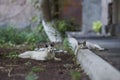 Family street cats sitting in the grass Royalty Free Stock Photo