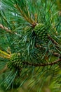 New pine cone growing on a branch with a bokeh background