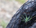 A New Pine Emerges Out of a Burnt Pine Trunk Royalty Free Stock Photo