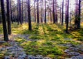 New pine forest in the spring