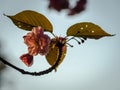 Detailed shot of new pink tree blossom