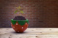 New plant in ceramic pot Royalty Free Stock Photo