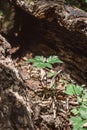 New Plant Growth Inside Dead Tree Trunk Royalty Free Stock Photo