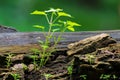 New plant growth on old tree trunk Royalty Free Stock Photo