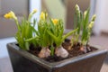 New plant growth - Tulips growing in a flower pot Royalty Free Stock Photo
