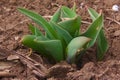 New plant pushing through the dirt