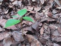 a new plant was born among dry leaves Royalty Free Stock Photo