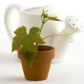 New plant and watering-can Royalty Free Stock Photo